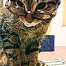 Junior Bean joined the competition — help win amazing prizes! animal, brown, cat, closeup, curious, cute, domestic_cat, eyes, face, feline, fur, glasses, indoor, patterned_rug, pet, portrait, sitting, striped, tabby, whiskers