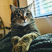 Junior Bean is registered to the contest to win money with this photo: animal, blanket, cat, closeup, cozy, curious, domestic_cat, feline, fur, home, indoor, paw, pet, portrait, relaxed, resting, soft_light, tabby, whiskers, window