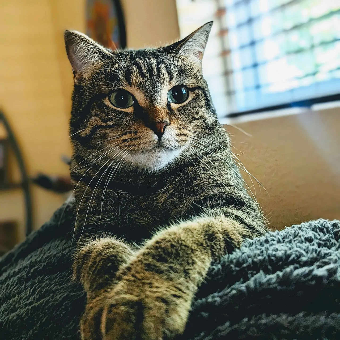 Junior Bean is registered to the contest to win money with this photo: animal, blanket, cat, closeup, cozy, curious, domestic_cat, feline, fur, home, indoor, paw, pet, portrait, relaxed, resting, soft_light, tabby, whiskers, window