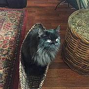 Bella joined the competition — help win amazing prizes!