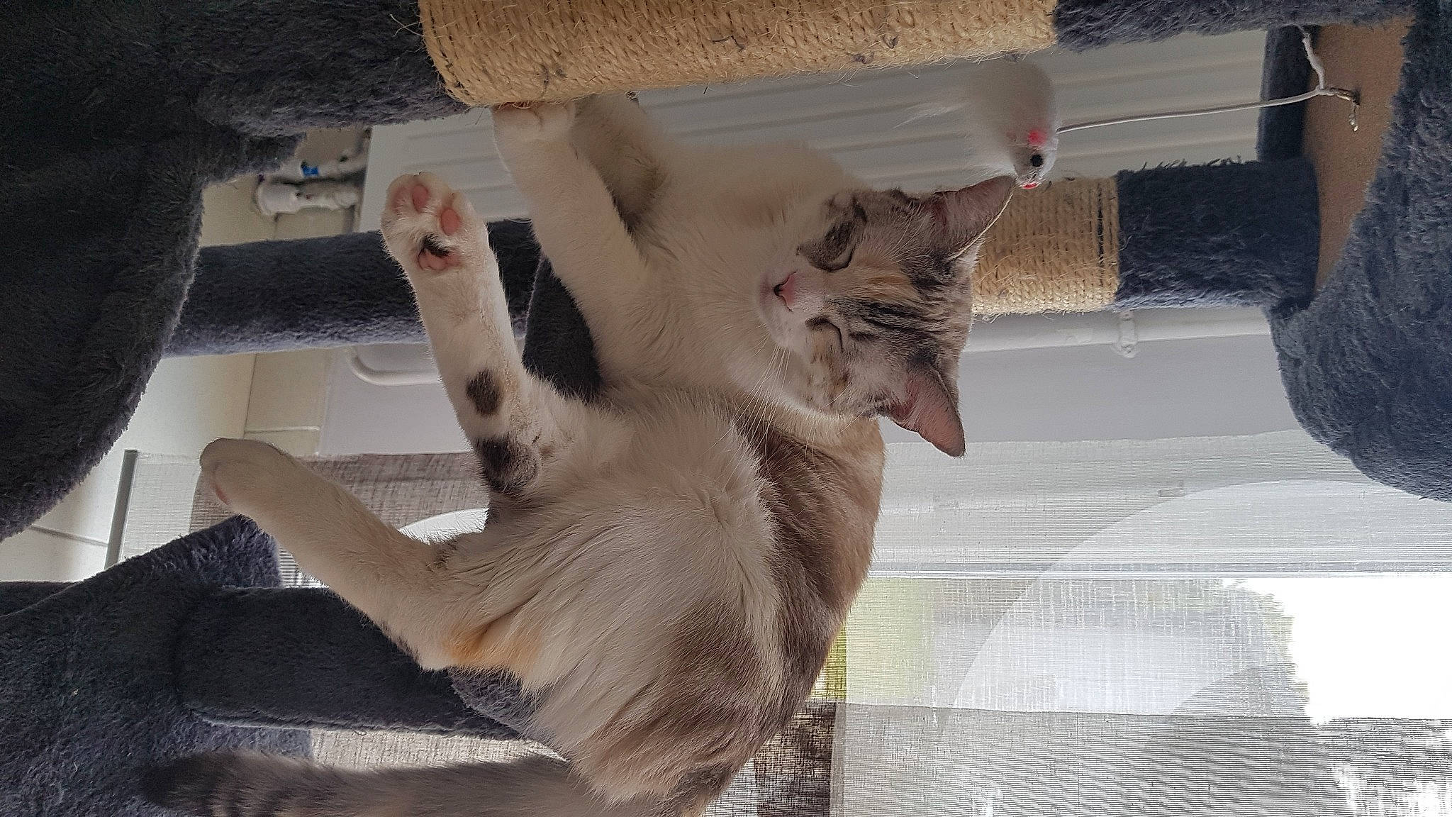 Mia participe au concours pour gagner de l'argent avec cette photo : animal_shelter, carnivore, cat, claw, comfort, domestic_short_haired_cat, fawn, felidae, flooring, fur, hardwood, paw, room, small_to_medium_sized_cats, tail, whiskers, window, window_covering, window_treatment, wood