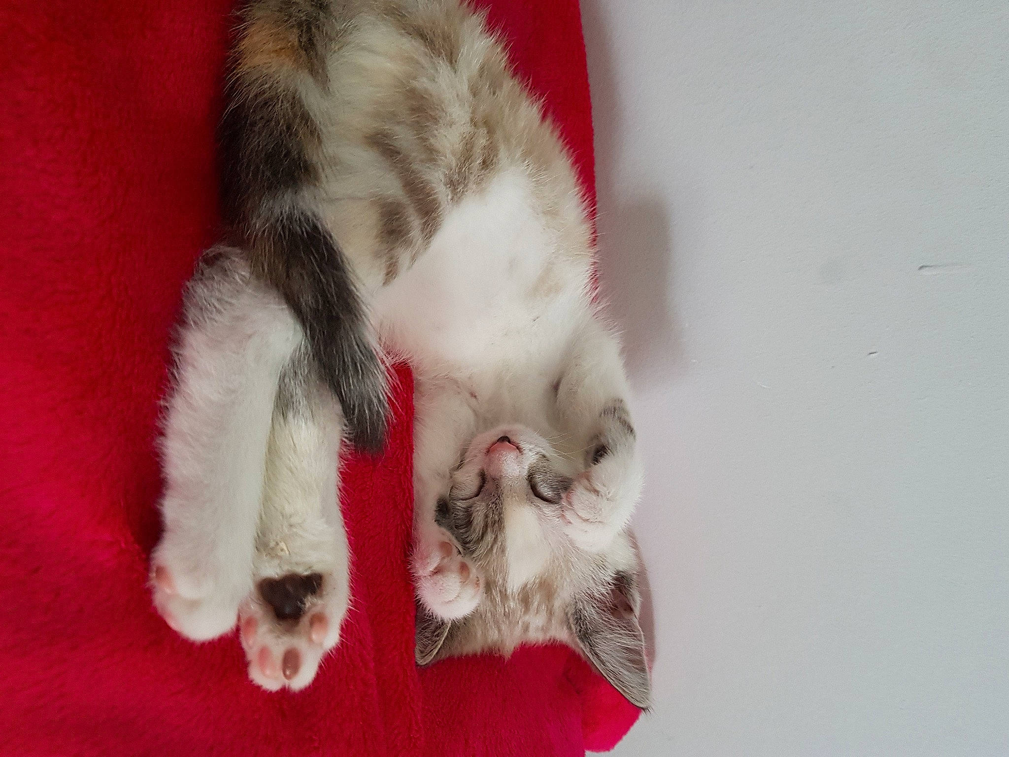 Mia a rejoint le concours — aidez-le/la à gagner de superbes lots ! canidae, carmine, carnivore, cat, claw, dog_breed, domestic_short_haired_cat, fawn, felidae, foot, fur, paw, small_to_medium_sized_cats, snout, sporting_group, tail, whiskers