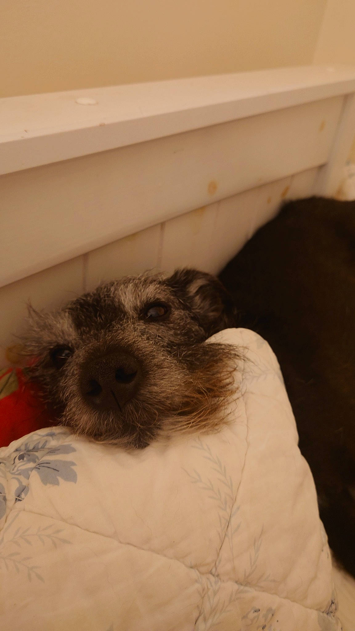 Tinker is registered to the contest to win money with this photo: canidae, carnivore, comfort, companion_dog, dog, dog_breed, fawn, flooring, fur, pet_supply, room, small_terrier, snout, sporting_group, terrestrial_animal, terrier, toy_dog, whiskers, wood, working_animal