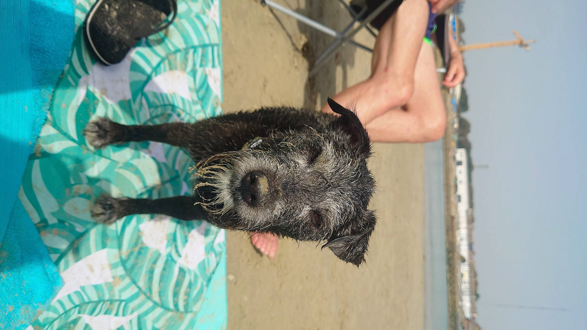 Tinker joined the competition — help win amazing prizes! canidae, claw, dog_breed, fawn, foot, fun, fur, human_leg, snout, sporting_group, tail, terrestrial_animal, thigh