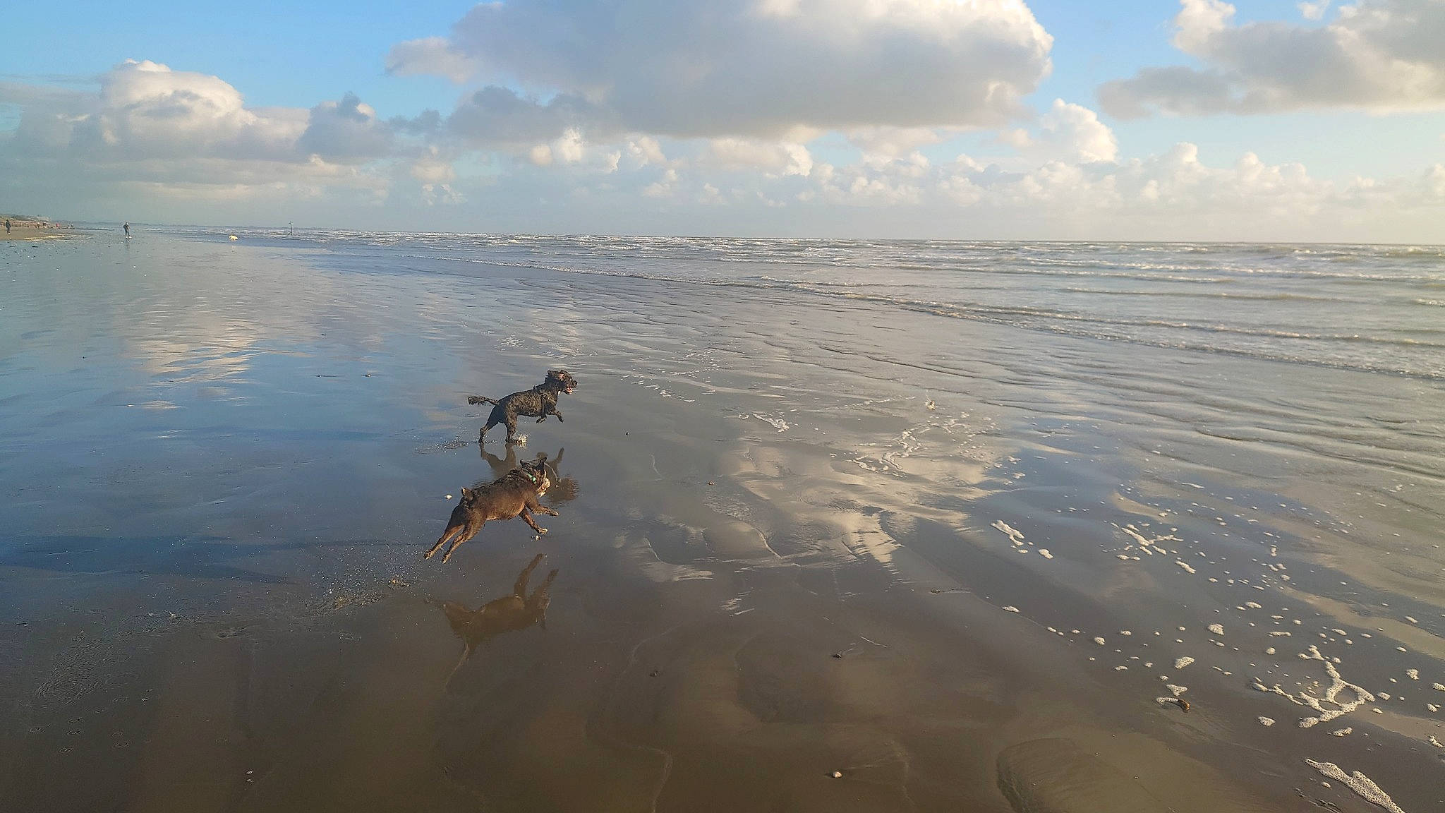 Tinker joined the competition — help win amazing prizes! beach, calm, cloud, coast, cumulus, dog, fluid, horizon, lake, landscape, liquid, meteorological_phenomenon, ocean, sand, seabird, sky, water, wave, wind, wind_wave