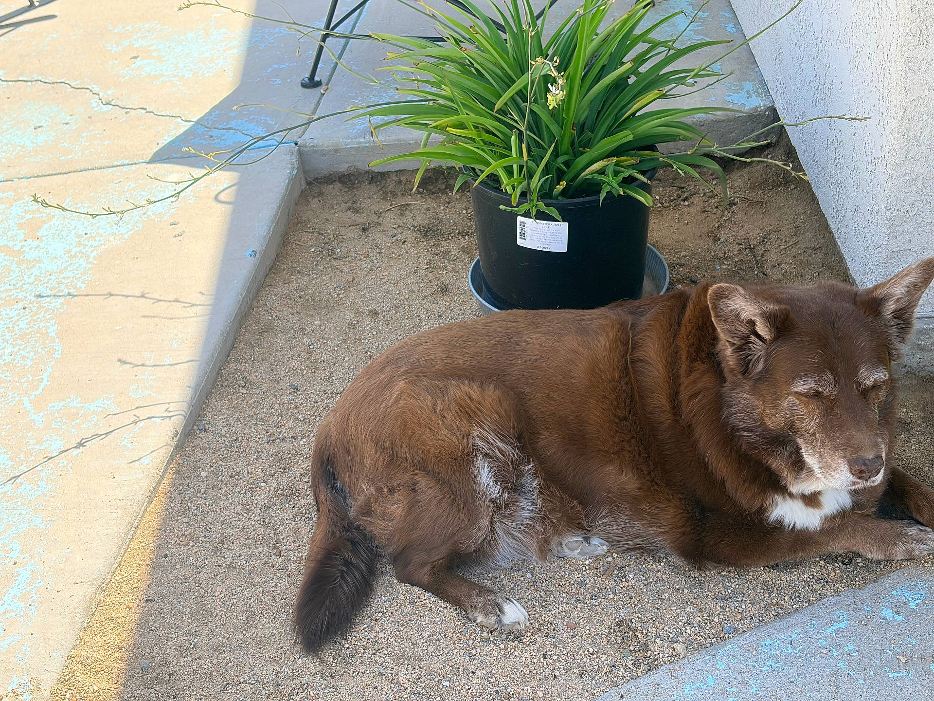 Bella
