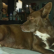 Bella is registered to the contest to win money with this photo: dog, brown_dog, lying_down, bed, bedroom, indoor, pet, animal, large_ears, white_chest, white_paws, short_fur, relaxed, alert, side_profile, looking_away, home, blanket, portrait, cozy