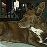 dog, brown_dog, lying_down, bed, bedroom, indoor, pet, animal, large_ears, white_chest, white_paws, short_fur, relaxed, alert, side_profile, looking_away, home, blanket, portrait, cozy