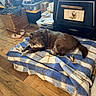 dog, dogs, pet, lying_down, resting, blanket, blue_blanket, indoor, living_room, wooden_floor, furniture, television, basket, storage_bins, slippers, cozy, home, brown_fur, black_fur, relaxed