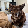 dog, brown_dog, pet, animal, portrait, sitting, bed, blanket, bedroom, indoors, home, fluffy, fur, white_chest, pointed_ears, brown_eyes, looking_at_camera, cozy, living_room, photography
