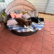 Minnie Mouse is registered to the contest to win money with this photo: dogs, pets, outdoor, patio, daybed, cushions, pillows, blanket, lounging, resting, relaxed, brown_dog, black_and_white_dog, animal, furniture, brick_floor, sunroom, backyard, cozy, photography