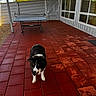 Minnie Mouse is registered to the contest to win money with this photo: dog, border_collie, black_and_white, pet, animal, outdoor, patio, red_tiles, ping_pong_table, table_tennis, backyard, house, windows, fence, gate, metal_siding, sunny, standing, long_fur, portrait
