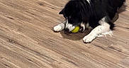 Minnie Mouse is registered to the contest to win money with this photo: dog, border_collie, black_and_white, tennis_ball, playing, lying_down, indoor, hardwood_floor, home, chair, furniture, pet, long_fur, white_paws, black_fur, yellow_ball, focused, playful, room, photography