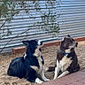 Minnie Mouse joined the competition — help win amazing prizes! dogs, two_dogs, canine, pets, sitting, outdoors, yard, sandy_ground, brick_patio, corrugated_wall, tree_branches, leashes, collars, black_and_white_dog, brown_and_white_dog, fluffy_fur, alert, side_profile, animal_portrait, daylight