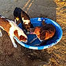 dogs, puppies, three_dogs, outdoor, kiddie_pool, blue_pool, water, playing, standing, animal, pets, brown_and_white, black_and_white, wet, sunlight, backyard, ground, summer, group, funny