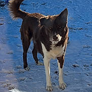 Bear joined the competition — help win amazing prizes! dog, black_and_white, snow, winter, outdoors, animal, pet, standing, fluffy_tail, pointed_ears, white_chest, white_legs, sunlight, shadow, pawprints, snowy_ground, house, entryway, doormat, portrait