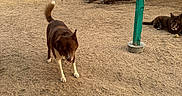 Bear joined the competition — help win amazing prizes! dogs, dog, pets, animals, canine, brown_dog, desert, desert_landscape, sandy_ground, outdoors, mountains, chain_link_fence, tree, wooden_post, turquoise_post, ball, lying_down, standing, sunlight, rural_yard
