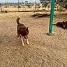 dogs, dog, pets, animals, canine, brown_dog, desert, desert_landscape, sandy_ground, outdoors, mountains, chain_link_fence, tree, wooden_post, turquoise_post, ball, lying_down, standing, sunlight, rural_yard