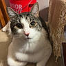 cat, tabby, white_fur, gray_fur, pet, animal, portrait, sitting, chair, cushion, indoors, living_room, red_bucket, furniture, whiskers, ears, eyes, close_up, domestic_cat, funny_pose