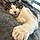 Rosco