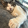cat, sleeping, tabby, white_cat, pet, paw, stretched_paw, whiskers, ears, pink_nose, fur, cozy, blanket, couch, indoors, window, sunlight, relaxed, cute, close_up