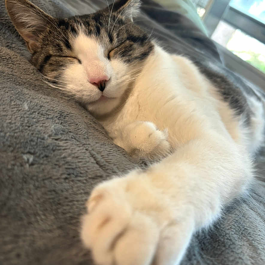 Rosco