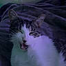 cat, tabby, white_fur, yawning, sleepy, animal, pet, whiskers, ears, face, close_up, blanket, bed, purple, indoor, cozy, dim_lighting, blue_lighting, green_light, portrait