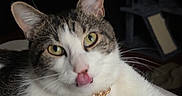 Rosco joined the competition — help win amazing prizes! cat, tabby_cat, white_cat, pet, animal, portrait, close_up, blep, tongue, green_eyes, whiskers, ears, collar, gold_chain, lying_down, indoors, couch, blanket, dark_background, relaxed