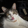 cat, tabby_cat, white_cat, pet, animal, portrait, close_up, blep, tongue, green_eyes, whiskers, ears, collar, gold_chain, lying_down, indoors, couch, blanket, dark_background, relaxed