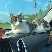 Rosco joined the competition — help win amazing prizes! cat, tabby_cat, white_fur, gray_fur, pet, animal, dashboard, car, vehicle, interior, windshield, outdoor, blue_sky, clouds, trees, utility_poles, road_trip, collar, sitting, portrait