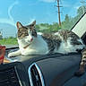 cat, tabby_cat, white_fur, gray_fur, pet, animal, dashboard, car, vehicle, interior, windshield, outdoor, blue_sky, clouds, trees, utility_poles, road_trip, collar, sitting, portrait