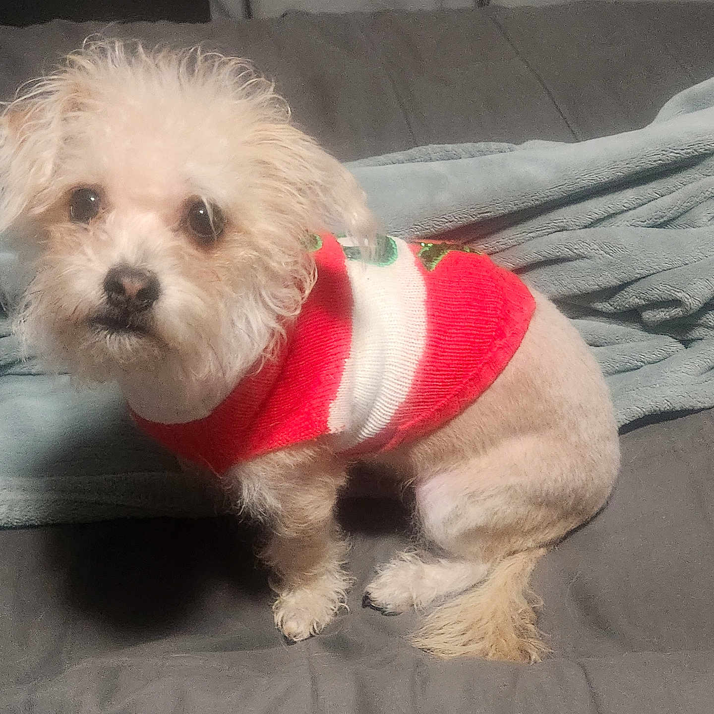 Ziggy joined the competition — help win amazing prizes! animal, bed, blanket, companion, cozy, cute, dog, domestic_animal, fluffy, fur, indoor, looking, paw, pet, red_sweater, resting, small_dog, sweater, tail, white_sweater
