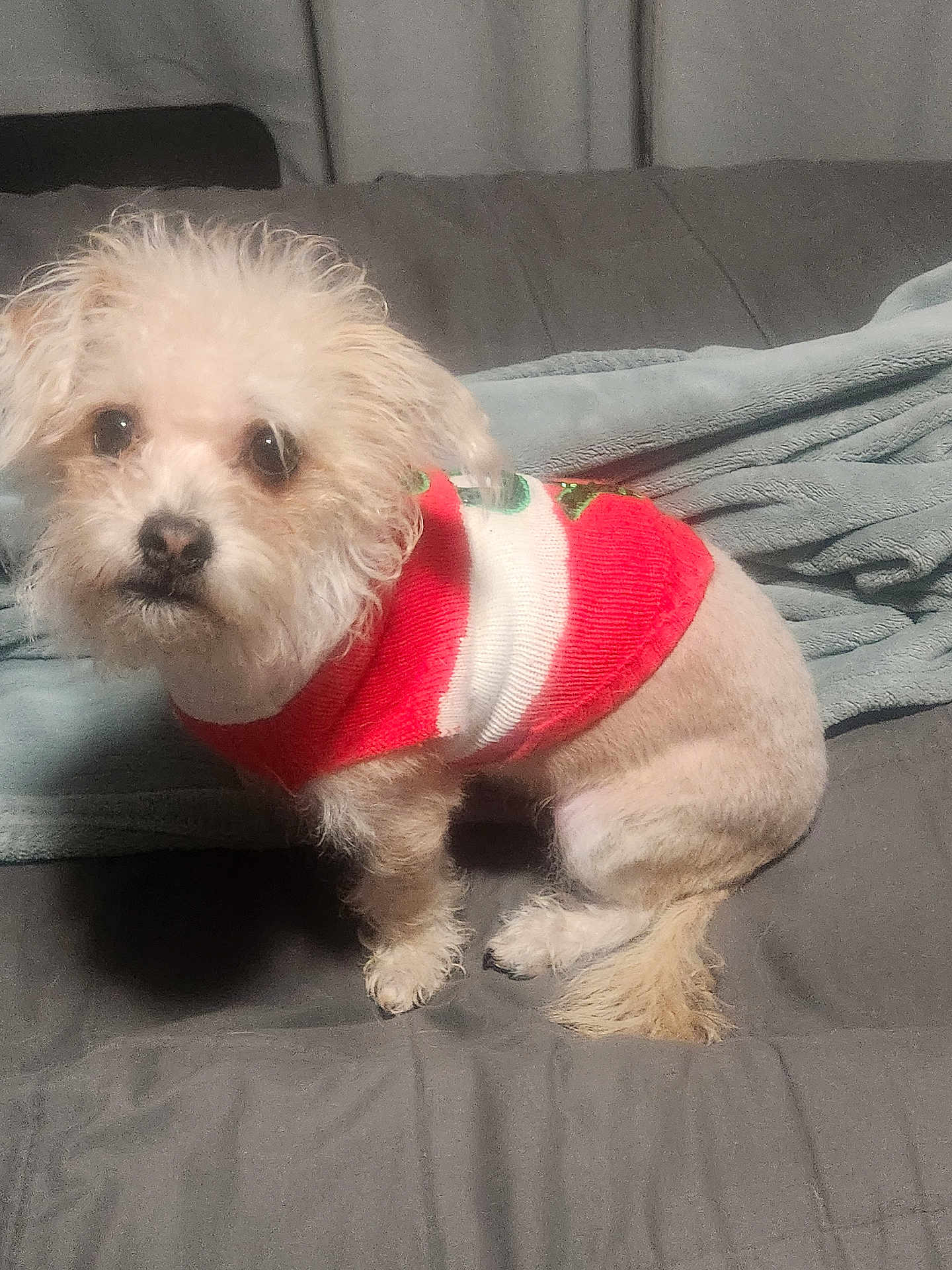 Ziggy joined the competition — help win amazing prizes! dog, small_dog, fluffy, pet, sweater, red_sweater, white_sweater, bed, blanket, indoor, cute, animal, fur, paw, tail, looking, cozy, domestic_animal, companion, resting