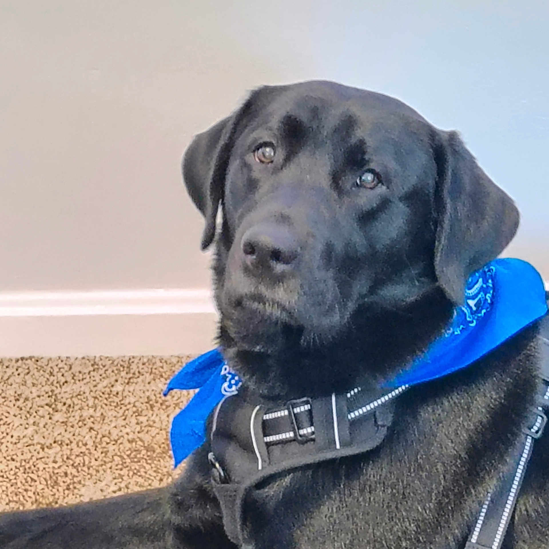 Ozzy Pawsborn is registered to the contest to win money with this photo: animal, black_labrador, blue_bandana, canine, carpet, companion, cute, dog, domestic_animal, ears, friendly, fur, harness, indoor, looking_up, mammal, nose, pet, portrait, whiskers