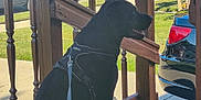 Ozzy Pawsborn is registered to the contest to win money with this photo: dog, black_dog, pet, leash, harness, porch, wooden_railing, outdoor, sunny_day, car, side_view, grass, tree, residential_area, quiet, animal, canine, sitting, daytime, shadow