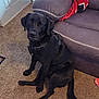 Ozzy Pawsborn is registered to the contest to win money with this photo: dog, black_dog, pet, sitting, carpet, couch, blanket, indoor, playful, wink, canine, animal, fur, collar, harness, tail, paw, home, relaxed, friendly