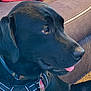 Ozzy Pawsborn is registered to the contest to win money with this photo: dog, black_dog, pet, close_up, collar, harness, tongue_out, leather_couch, indoor, animal, canine, fur, snout, ear, side_view, domestic_animal, cute, relaxed, companion, portrait
