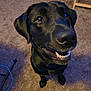 dog, black_dog, pet, smiling, teeth, close_up, indoor, carpet, floor, animal, canine, happy, looking_up, ears, nose, fur, domestic_animal, companion, household, friendly