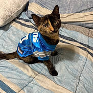 Minnie is registered to the contest to win money with this photo: animal, bed, blanket, blue_jersey, cat, cozy, cute, ears, feline, fur, indoor, kitten, looking_up, pet_clothing, sitting, striped, tail, tortoiseshell, whiskers, young_cat