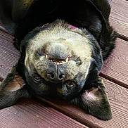 Bailey Sue is registered to the contest to win money with this photo: animal, black, brown, canine, closeup, cute, dog, domestic_animal, ears, fur, happy, lying_down, outdoor, pet, playful, portrait, relaxed, smiling, teeth, wooden_deck