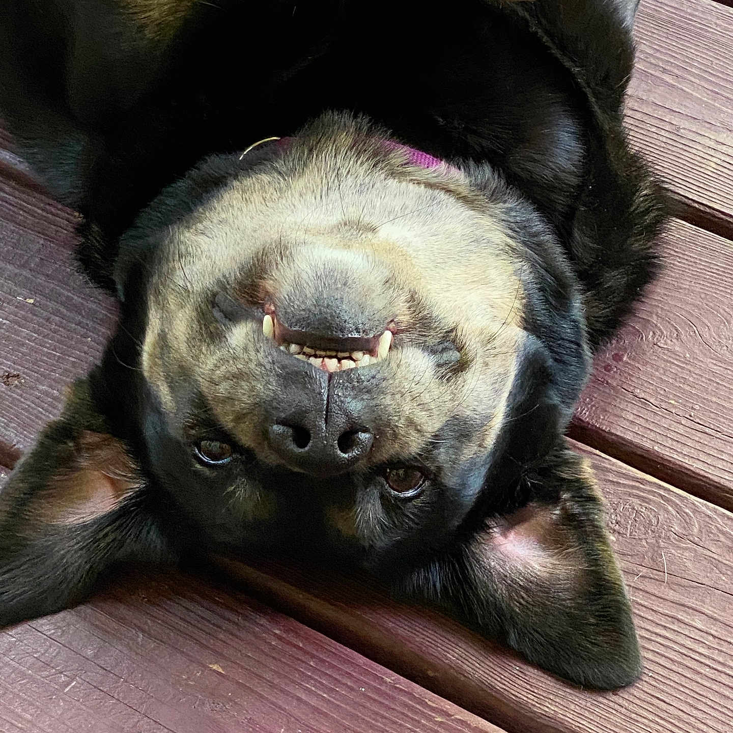 Bailey Sue is registered to the contest to win money with this photo: animal, black, brown, canine, closeup, cute, dog, domestic_animal, ears, fur, happy, lying_down, outdoor, pet, playful, portrait, relaxed, smiling, teeth, wooden_deck