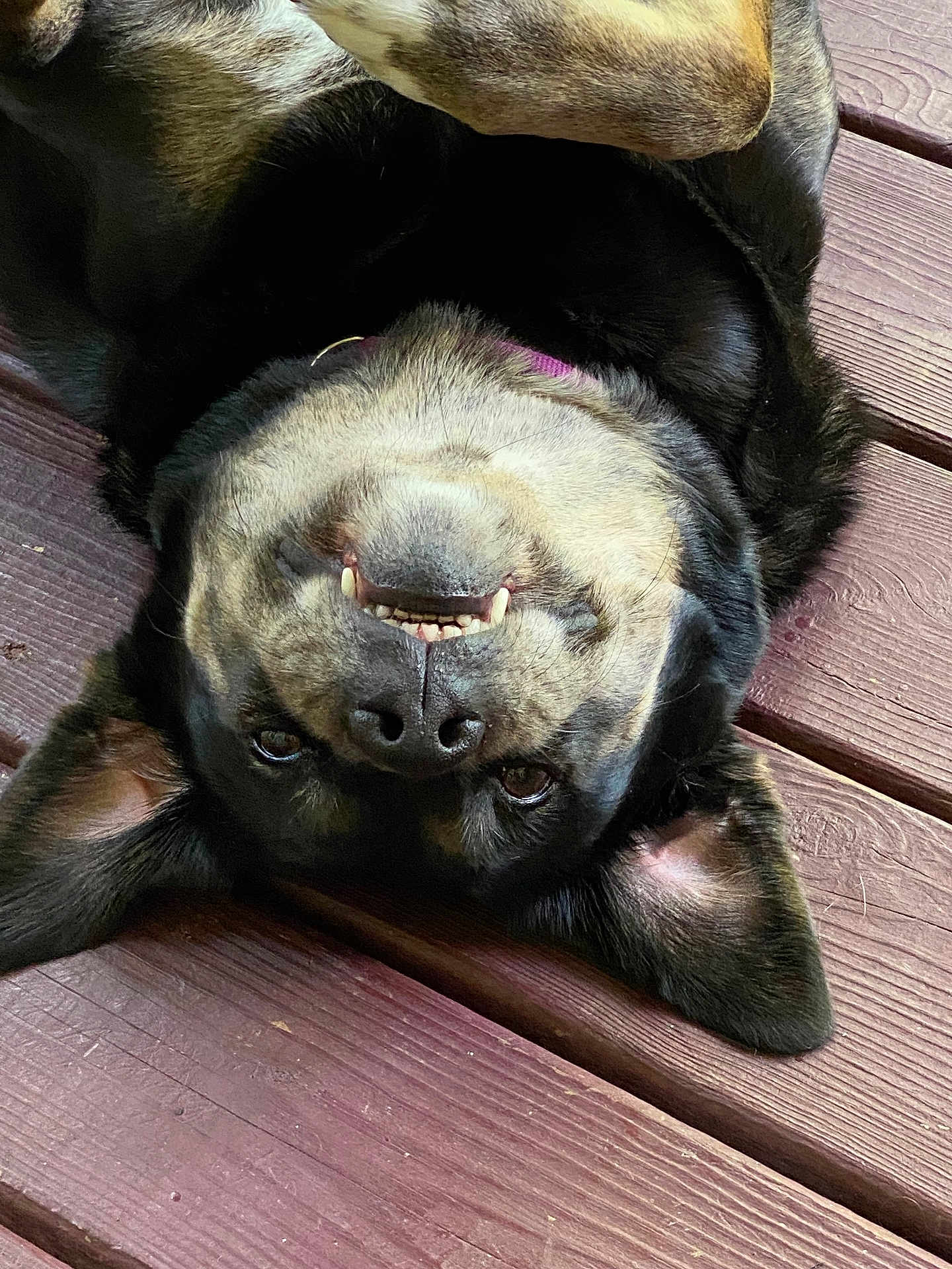 Bailey Sue is registered to the contest to win money with this photo: animal, black, brown, canine, closeup, cute, dog, domestic_animal, ears, fur, happy, lying_down, outdoor, pet, playful, portrait, relaxed, smiling, teeth, wooden_deck
