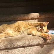 Penny is registered to the contest to win money with this photo: cat, ginger_cat, sunlight, carpet, staircase, stretching, paw, pet, feline, relaxed, indoor, cozy, sleepy, animal, fur, whiskers, claws, daylight, home, resting