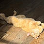 Penny is registered to the contest to win money with this photo: cat, orange_cat, lying_down, wooden_floor, sunlight, pet, animal, relaxed, indoor, fur, cute, domestic_cat, whiskers, ears, paws, playful, home, sunbeam, cozy, resting