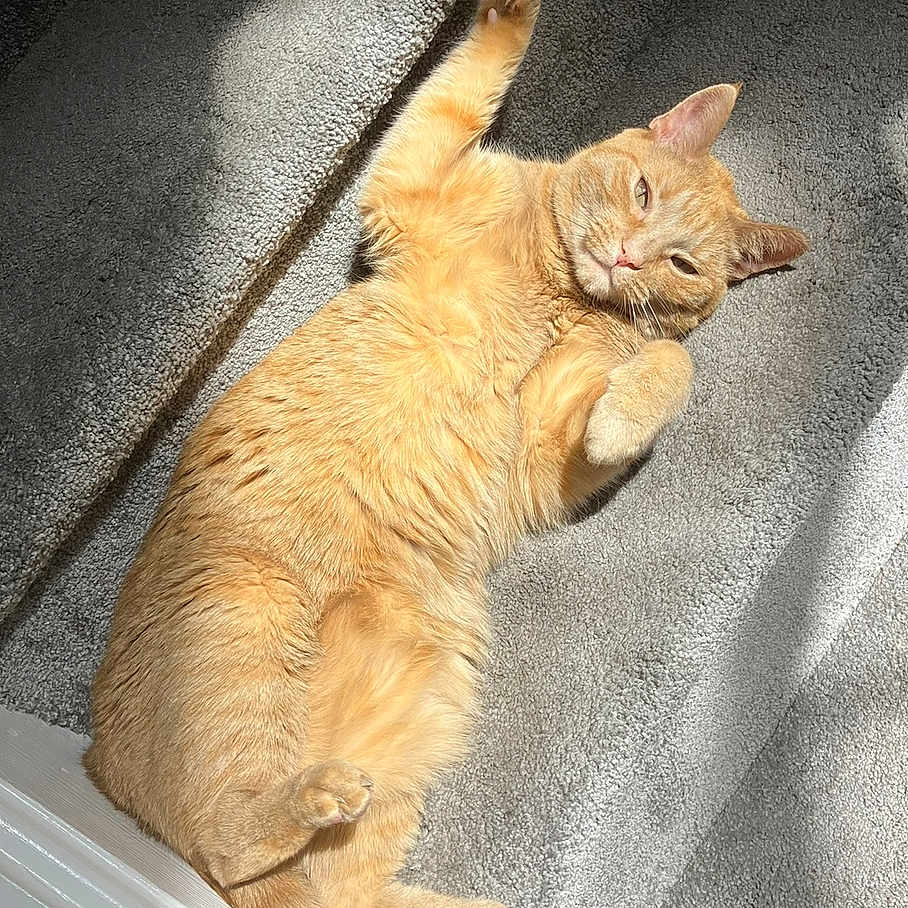 Penny is registered to the contest to win money with this photo: animal, carpet, cat, cute, domestic_cat, ears, feline, fluffy, indoor, lying_down, mammal, orange_cat, paw, pet, relaxed, resting, stairs, sunlight, tail, whiskers