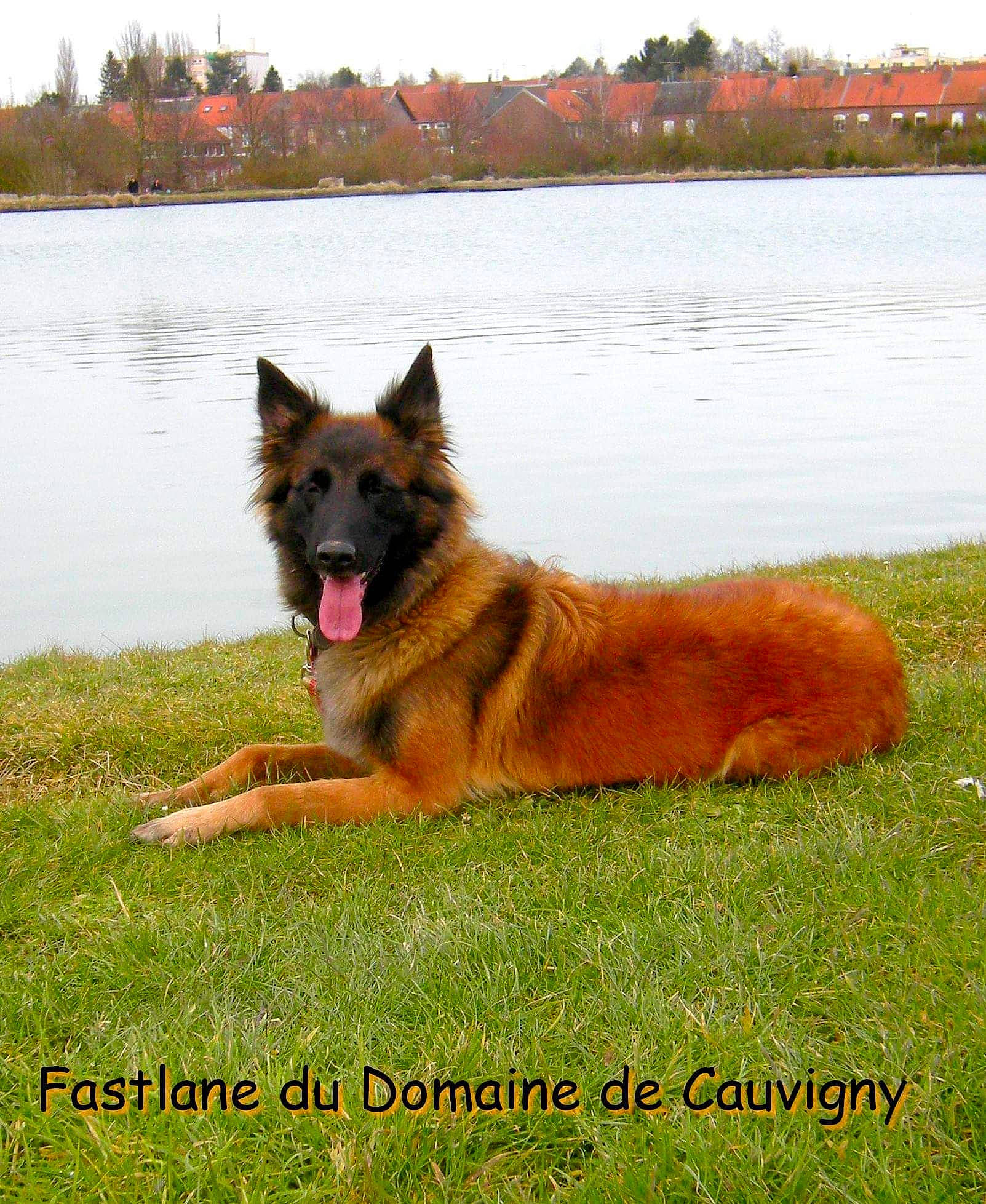 Fastlane participe au concours pour gagner de l'argent avec cette photo : belgian_shepherd, belgian_shepherd_malinois, bohemian_shepherd, canidae, carnivore, dog, dog_breed, east_european_shepherd, fawn, german_shepherd_dog, herding_dog, king_shepherd, kunming_wolfdog, mammal, old_german_shepherd_dog, rare_breed_dog, shiloh_shepherd_dog, tervuren, vertebrate, working_dog