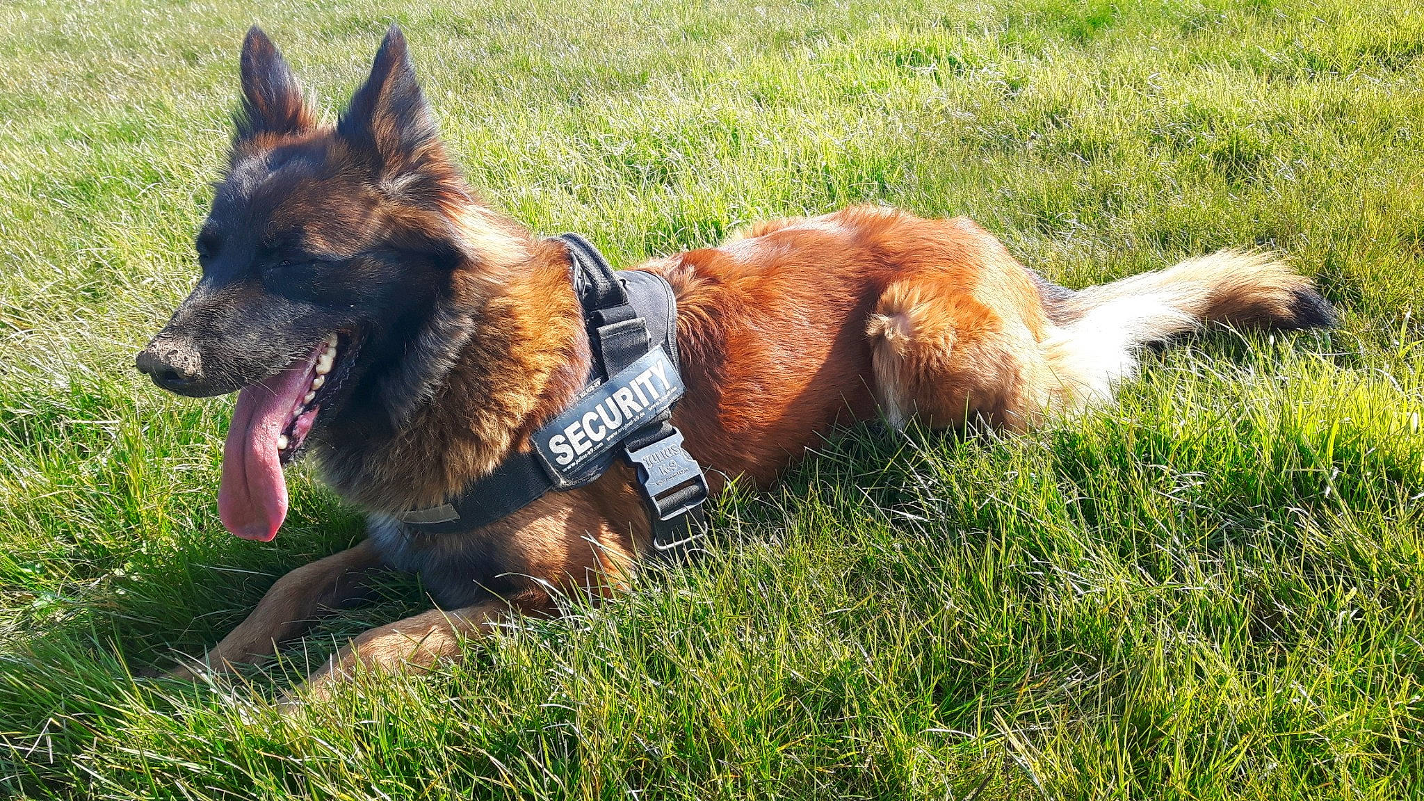 Fastlane participe au concours pour gagner de l'argent avec cette photo : belgian_shepherd, belgian_shepherd_malinois, bohemian_shepherd, canidae, carnivore, companion_dog, dog, dog_breed, german_shepherd_dog, grass, king_shepherd, kunming_wolfdog, laekenois, mammal, old_german_shepherd_dog, shiloh_shepherd_dog, tervuren, vertebrate, working_dog