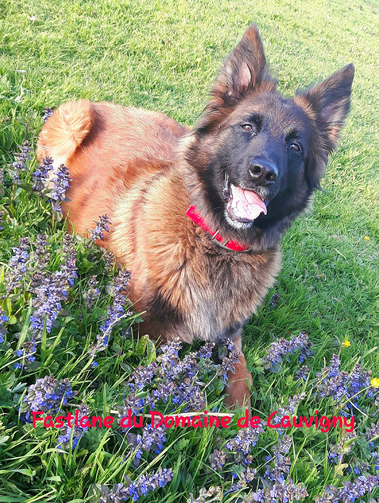 Fastlane a rejoint le concours — aidez-le/la à gagner de superbes lots ! belgian_shepherd, belgian_shepherd_malinois, bohemian_shepherd, canidae, carnivore, dog, dog_breed, east_european_shepherd, german_shepherd_dog, king_shepherd, kunming_wolfdog, laekenois, mammal, old_german_shepherd_dog, plant, rare_breed_dog, shiloh_shepherd_dog, tervuren, vertebrate