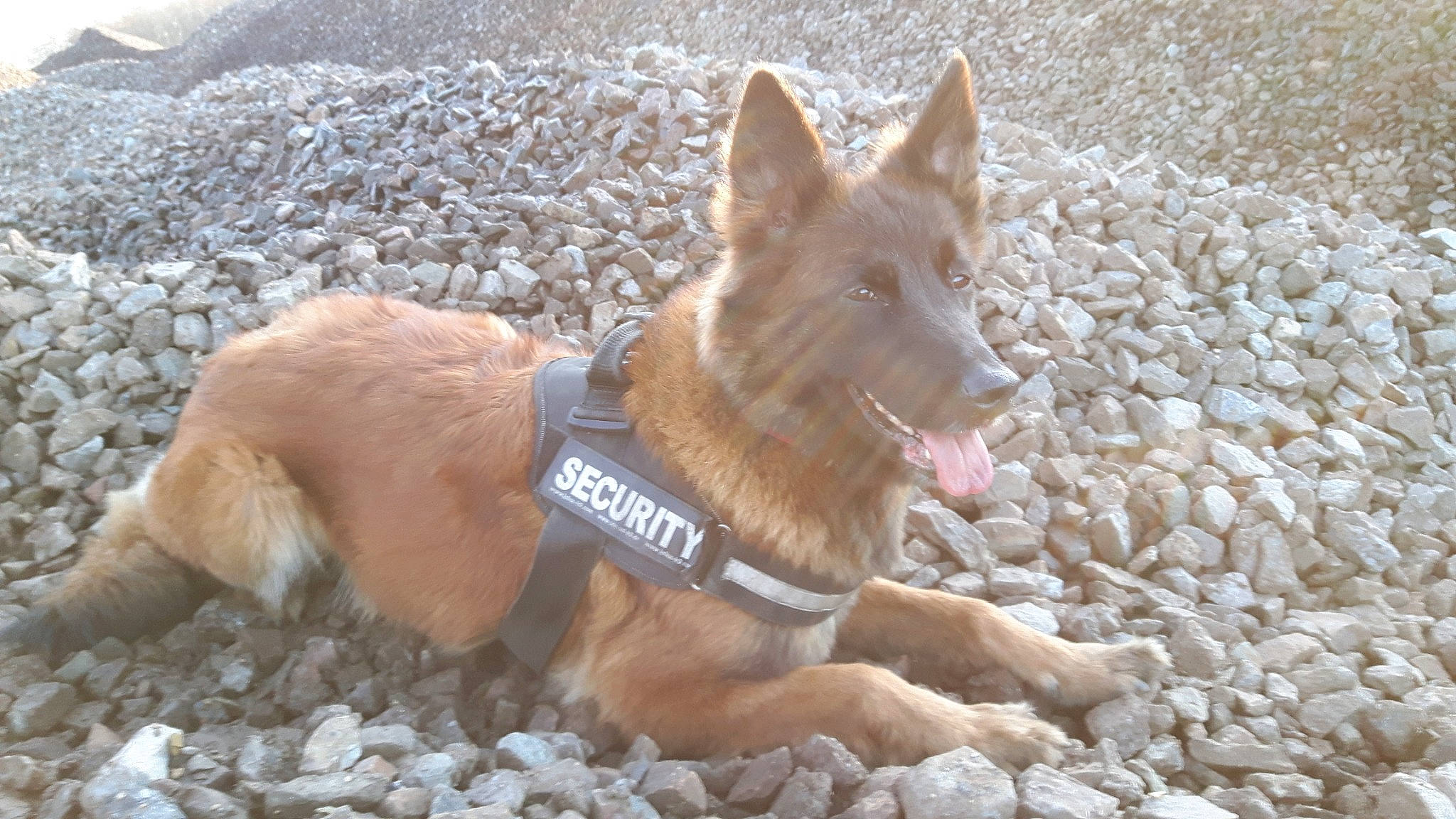 Fastlane participe au concours pour gagner de l'argent avec cette photo : canidae, carnivore, carolina_dog, dog, dog_breed, fawn, kunming_wolfdog, mammal, portuguese_podengo, sporting_group, vertebrate, working_dog