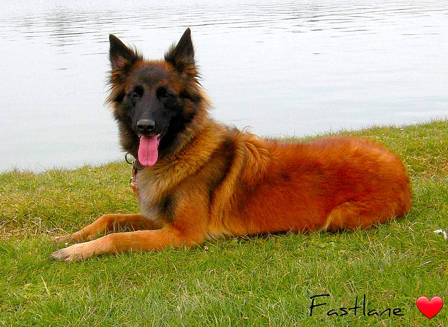 Fastlane participe au concours pour gagner de l'argent avec cette photo : belgian_shepherd, belgian_shepherd_malinois, bohemian_shepherd, canidae, carnivore, dog, dog_breed, east_european_shepherd, fawn, german_shepherd_dog, king_shepherd, kunming_wolfdog, mammal, old_german_shepherd_dog, rare_breed_dog, shiloh_shepherd_dog, tervuren, vertebrate, working_dog